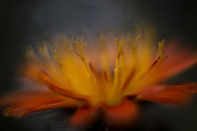 Macro shot of yellow flower