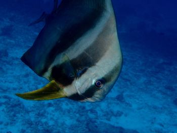 Close-up of fish swimming underwater