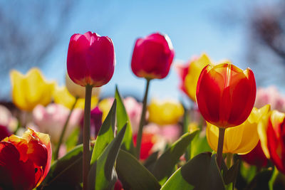 Close-up of red tulips