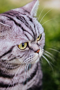 Close-up portrait of a cat looking away