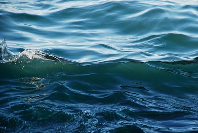 Close-up of turtle in sea