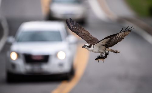 Bird flying in a car