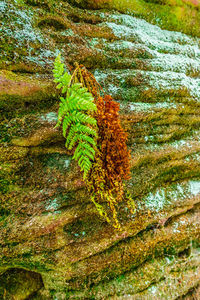 Close-up of tree