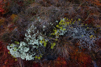 High angle view of moss growing on field