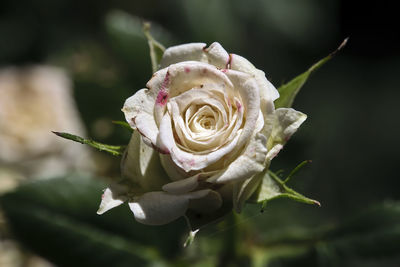 Close-up of white rose