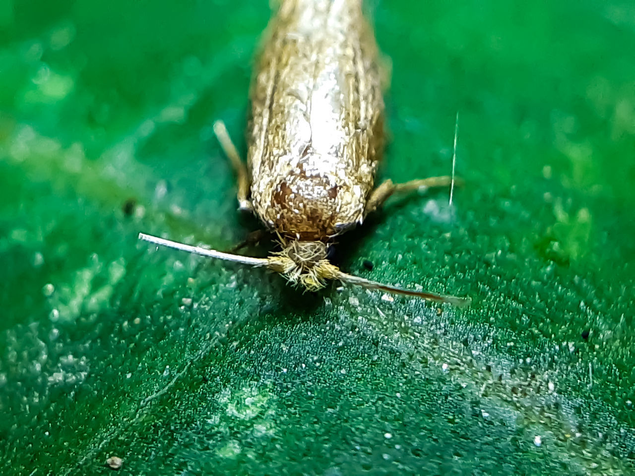 CLOSE-UP OF SPIDER ON WEB