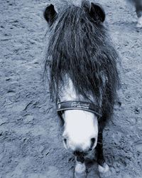 Close-up of a horse on snow