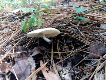 High angle view of mushroom growing on field