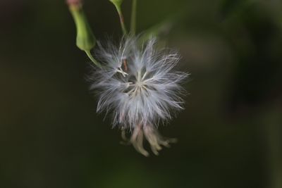 Close-up of dandelion