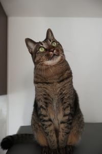 Portrait of tabby cat sitting at home