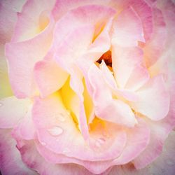 Close-up of pink flower