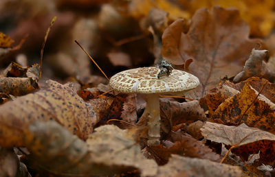 Close-up of amanita citrina mushroom growing on land