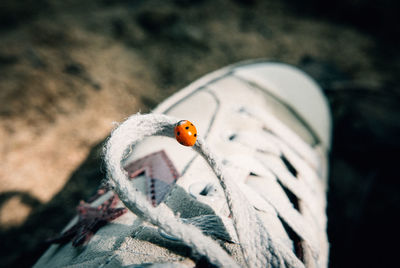 Ladybugs staying on sneakers, france 2022