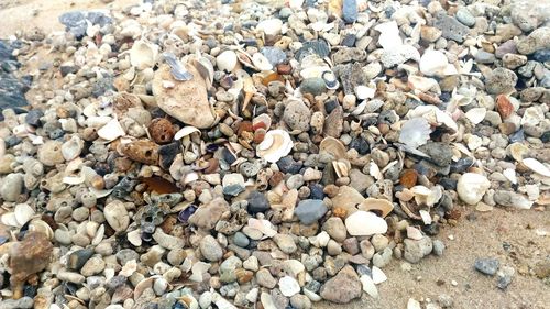 High angle view of seashells on pebbles