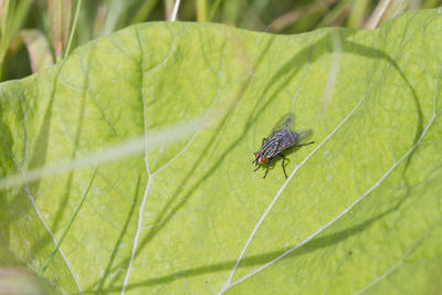 leaf