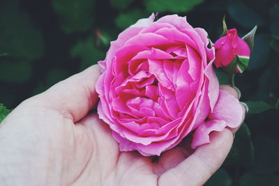 Close-up of hand holding pink rose