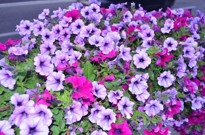 High angle view of purple flowering plants