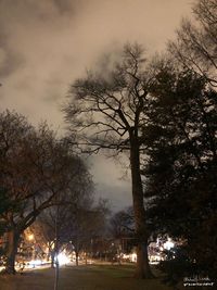 Bare trees against sky