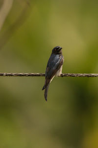 Close-up of bird perching on twig