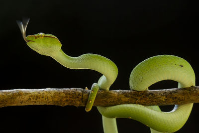 Close-up of lizard on leaf against black background