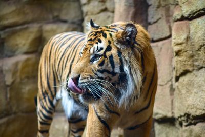 Close-up of tiger