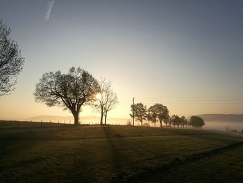 Trees on field against clear sky during sunset