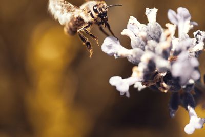 Close-up of wilted plant
