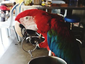 Close-up of parrot perching