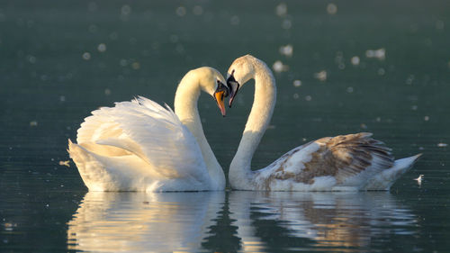 Swans swimming in lake