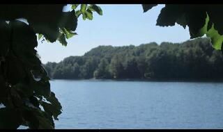 water, tree, transfer print, auto post production filter, clear sky, lake, nature, tranquility, growth, tranquil scene, beauty in nature, scenics, waterfront, day, reflection, plant, leaf, no people, blue, outdoors