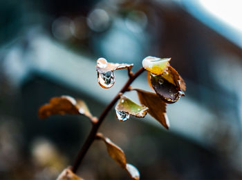 Close-up of raindrops on plant leaves