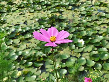 Close-up of pink flower blooming outdoors