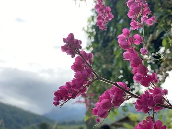 Close-up of pink flowering plant