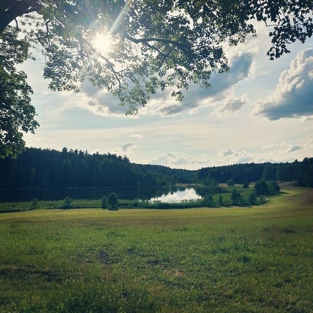 tree, tranquil scene, tranquility, sky, beauty in nature, scenics, grass, sun, nature, landscape, cloud - sky, sunlight, field, water, sunbeam, growth, green color, lake, idyllic, grassy