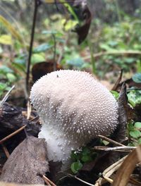 Close-up of mushroom growing on field
