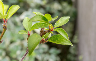 Close-up of insect on leaves
