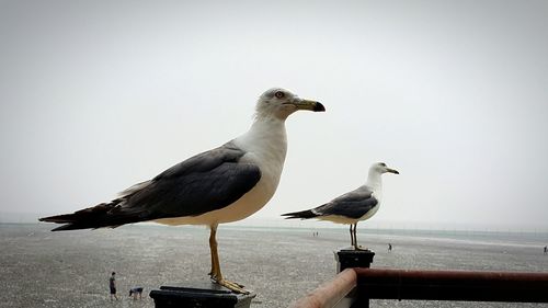 Seagull perching on water