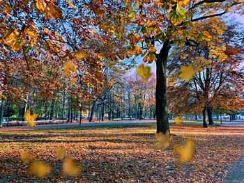 Autumn trees in park