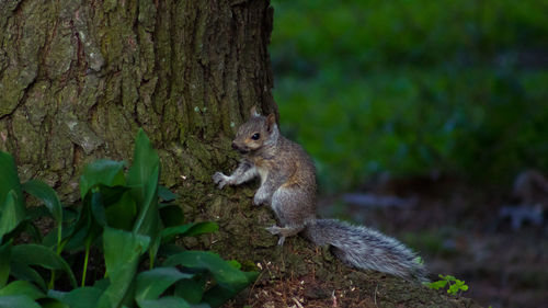 Squirrel on tree trunk