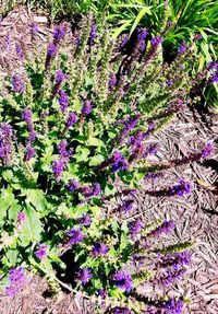 Close-up of purple flowering plants on field