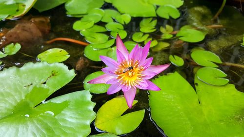 High angle view of lotus water lily in pond