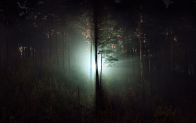 Illuminated trees against sky at night