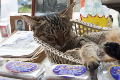 Close-up of cat sleeping in basket at store