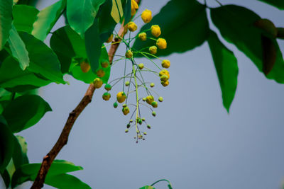 Low angle view of berries growing on tree against sky