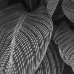 Full frame shot of leaves