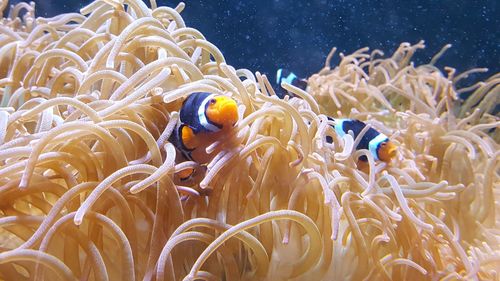 Fish swimming in sea
