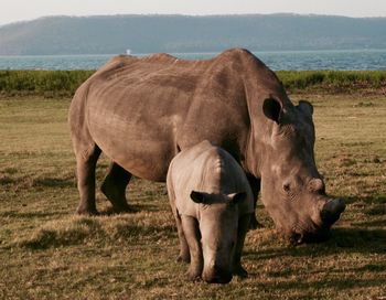 Rhinoceros with calf standing on field