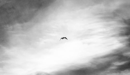 Low angle view of bird flying in sky