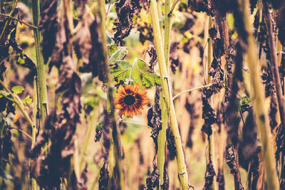 Close-up of flowering plants on field