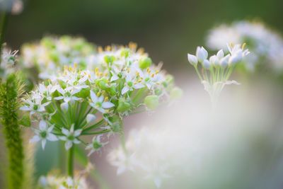 Close-up of white flowering plants